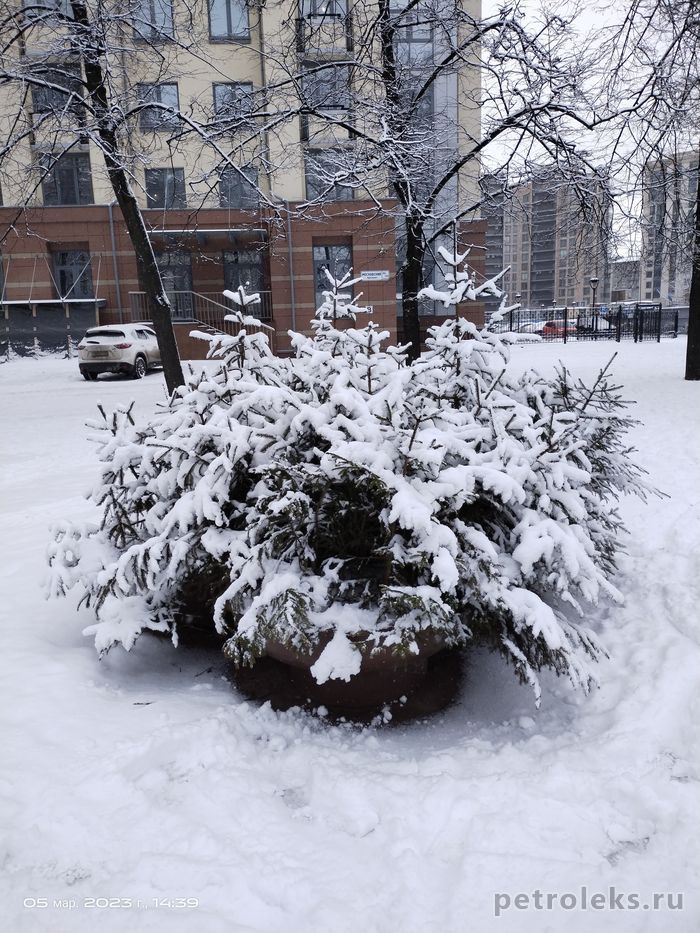 Снег в Санкт - Петербурге 05.03.2023. Около жилого комплекса "Граф Орлов" (2).