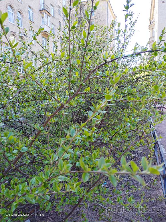 Весна 2023 - первые зеленые листья в Санкт-Петербурге