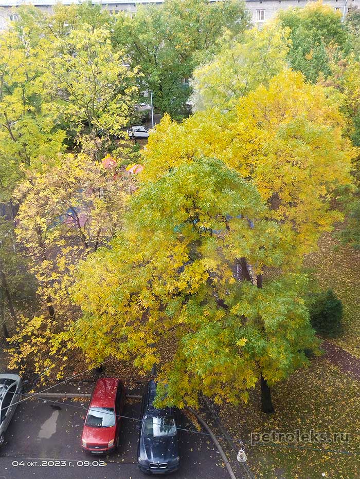 Осень, желтая листва - Санкт-Петербург, октябрь 2023